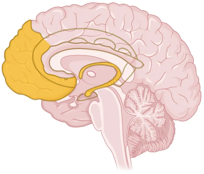 Increased emotional regulation and conflict resolution 